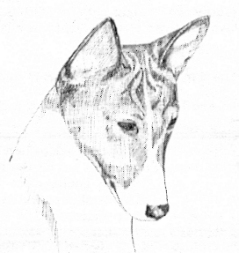 Basenji head with little difference between forehead and muzzle planes