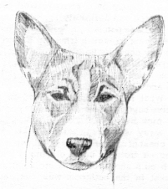 Cheeky basenji head with large low-set ears