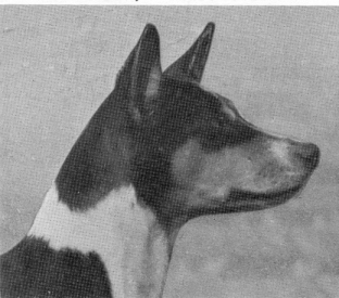 Typey basenji head study