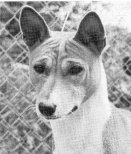 Typey basenji head study
