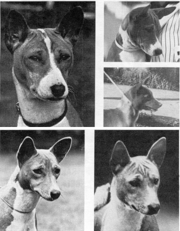 Typey basenji head study