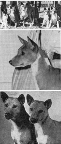 Typey basenji head study
