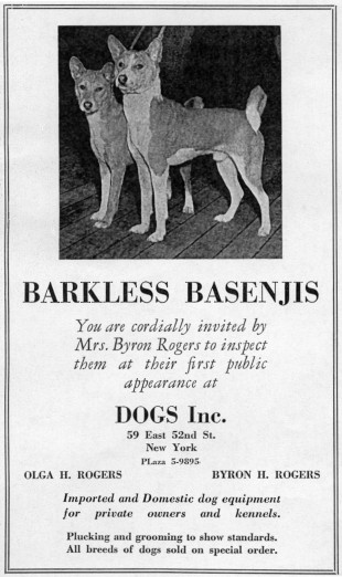 Dogs Inc. advertisement from the 1938 Westminster catalog showing two basenjis, Bakuma of Blean in front and Basashi of Blean behind