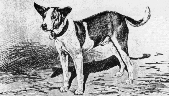 "Bosc", an early Congo terrier owned by the Zoological Garden in Paris
