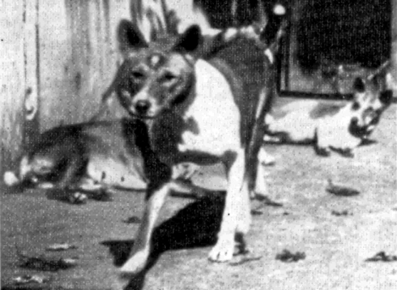 Three Kongo-Hunde at the Berlin Zoo, 1905