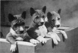 Three basenji pups born about 1946, showing small, neat ears