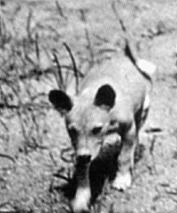 Fula, the basenji puppy Veronica Tudor-Williams found in the Southern Sudan, photographed two weeks after she got her