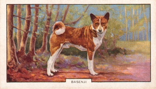 Front of the 1938 Gallaher Ltd. cigarette card of Bongo of Blean