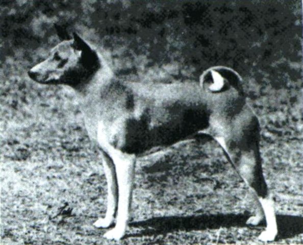 Ch. Andersley Atlantic