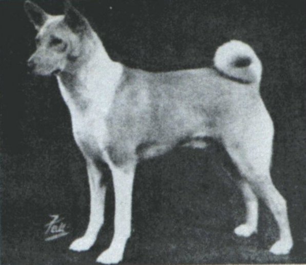 Int. Ch. Syngefield Leonato of Littlebreach
