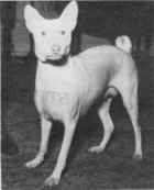 A cream basenji bitch