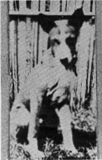 Basenji puppies in the Burns' lupango enclosure behind their bungalow at Kwenge', mid-1930, with a palm-frond fence in the background