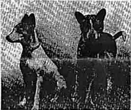 Congo recovered, sitting alongside her companion Boyce