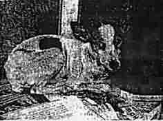 The basenji Congo, too weak to stand, when first photographed at the Animal Rescue League