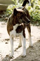 Avongara Bazingbi, front view
