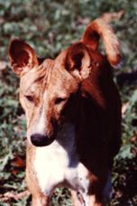 Avongara Diagba, head study