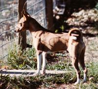 Avongara Diagba, side view
