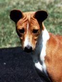 Avongara Elly, head study