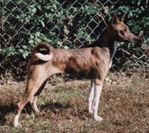 Avongara M'Bliki, side view