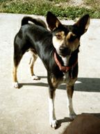 Avongara Nabodio, front view