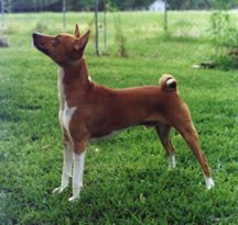 Avongara Renzi, side view