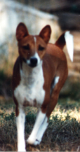 Avongara Zamee, front view