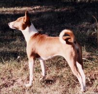 Avongara Zamee, side view