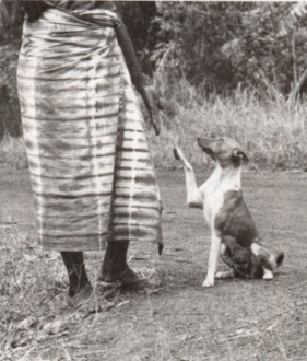 A basenji sitting beside its owner along a bush road