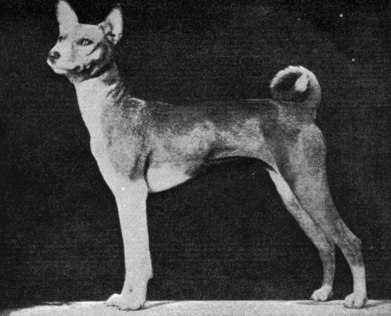 Mrs. Burn's imported bitch that did not get distemper