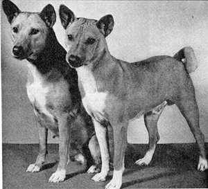 Kindu and Kasenyi, two basenjis from the Lower Congo basin