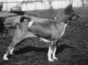 Amatangazig of the Congo, a basenji from the southern Egyptian Sudan