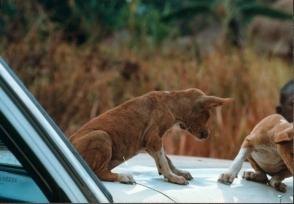 Red and white native basenji crouched on the hood of a vehicle, with a second dog beside it and a child watching