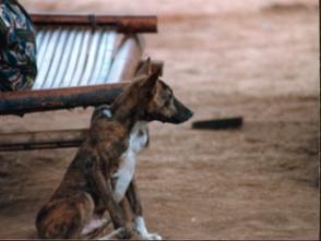 Brindle and white native basenji sitting in profile beside a wooden bench in a village yard