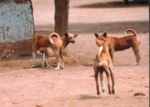 Three red and white native basenjis on bare red earth, one trotting toward the camera