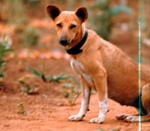 Red native basenji wearing a collar, sitting on red soil and looking at the camera