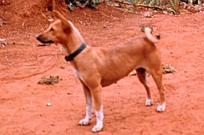 Red native basenji standing in profile on red earth, ears up and tail curled