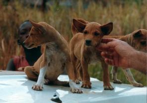 Three young native basenjis on a vehicle hood, a child behind them and a hand steadying one pup
