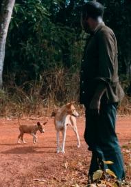 Two native basenjis on a village path beside a man standing in the foreground