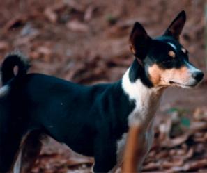Black, tan and white tricolor native basenji standing among fallen leaves
