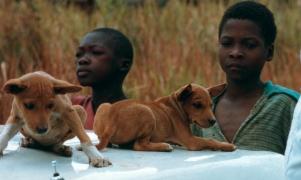 Two young native basenjis resting on a vehicle hood with two boys standing behind them