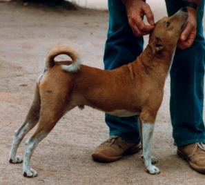 Red and white native basenji stacked by a man's hands, shown in profile