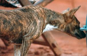Lean brindle native basenji with head lowered, nosing at the ground