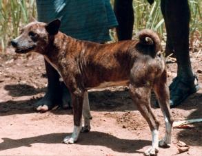Brindle native basenji standing in profile on red earth beside people's legs