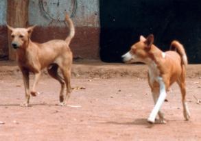 Two red and white native basenjis on bare ground, one moving toward the other