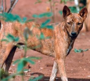 Brindle native basenji standing alert among green brush on red soil