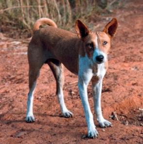 Red and white native basenji standing on a dirt path, ears up and facing the camera
