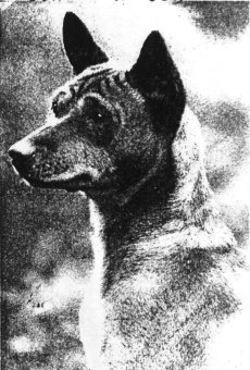 Head study of the basenji Bereke, showing the characteristic wrinkles on the forehead