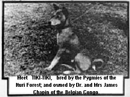 Tiki-Tiki the basenji standing outdoors, bred by the Pygmies of the Ituri Forest and owned by Dr. and Mrs. James Chapin of the Belgian Congo