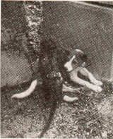 Toulepleu, a red and white dog, photographed with the household's pet monkey beside her in Ivory Coast
