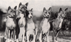 K'Impi, Kwango, Kookoo, Kasui and Kavirondo of the Congo
